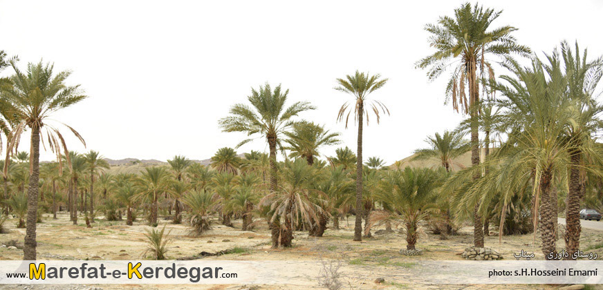 نخلستان های میناب نخلستان های میناب