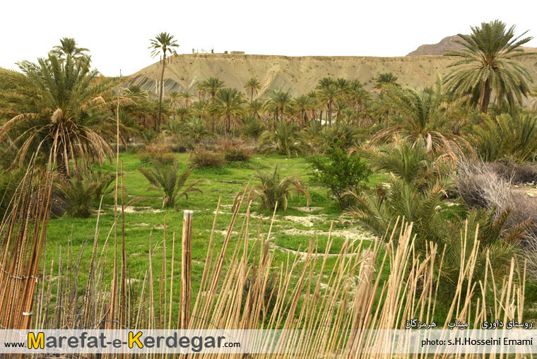 نخلستان های میناب نخلستان های میناب