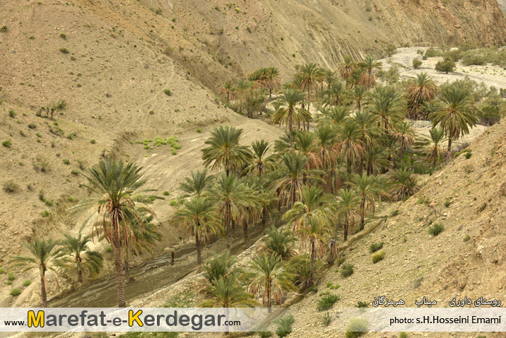 نخلستان های هرمزگان نخلستان های هرمزگان