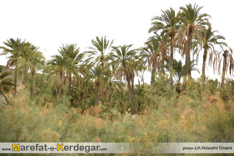 طبیعت میناب طبیعت میناب