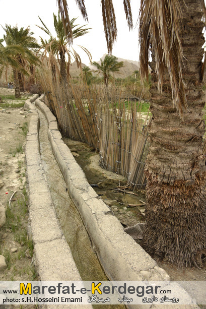 نخلستان های جنوب ایران نخلستان های جنوب ایران