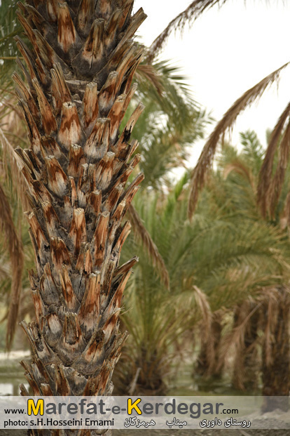 جاهای دیدنی میناب جاهای دیدنی میناب