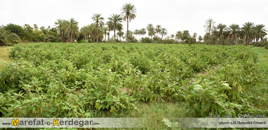 جاذبه های طبیعی میناب جاذبه های طبیعی میناب