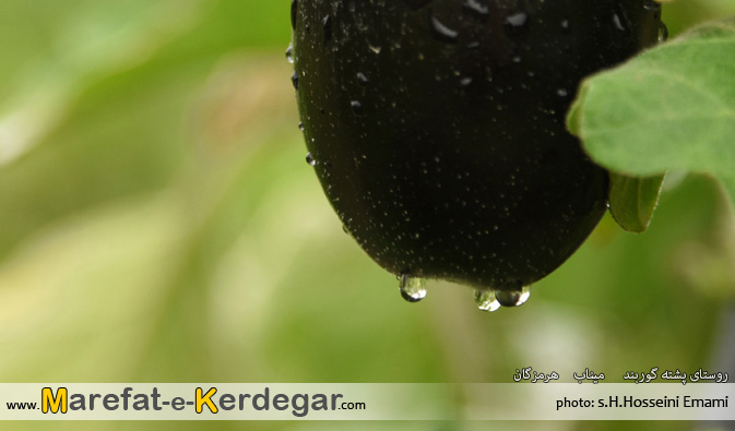 بادمجان جنوب بادمجان جنوب