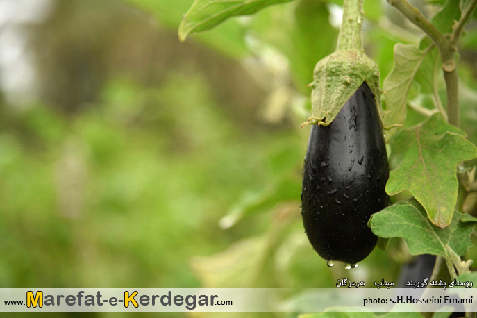 بادمجان میناب بادمجان میناب