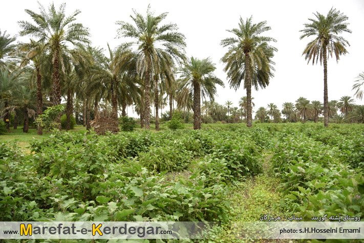 طبیعت میناب طبیعت میناب