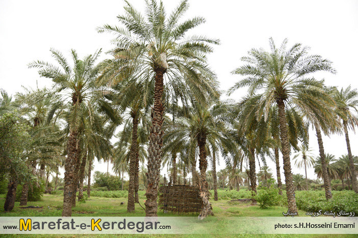 نخلستان میناب نخلستان میناب