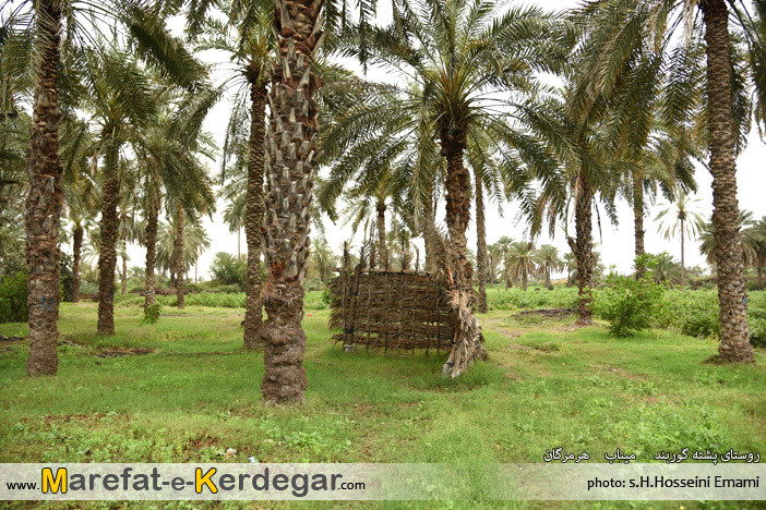 نخلستان میناب نخلستان میناب