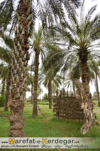 نخلستان میناب نخلستان میناب