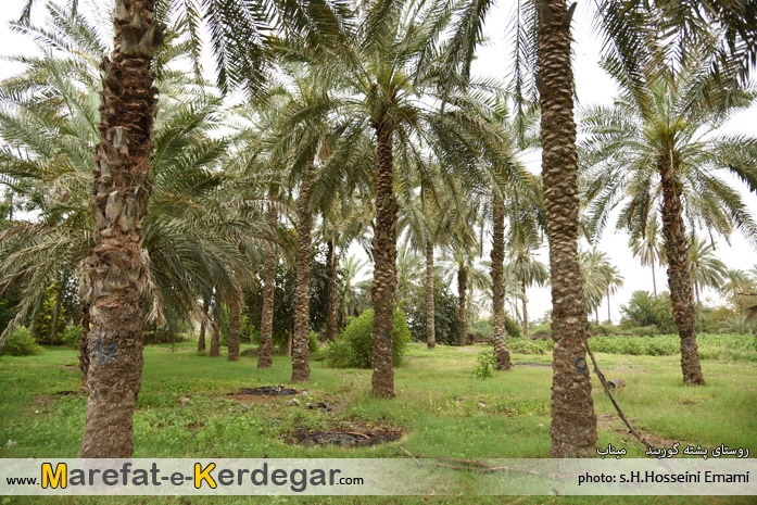 نخلستان های میناب نخلستان های میناب