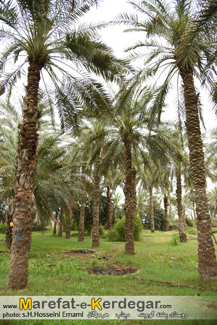 نخلستان های هرمزگان نخلستان های هرمزگان