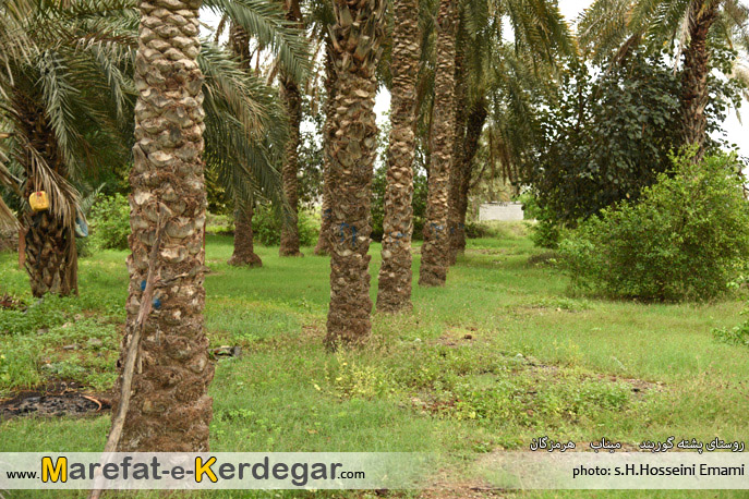 نخلستان های هرمزگان نخلستان های هرمزگان