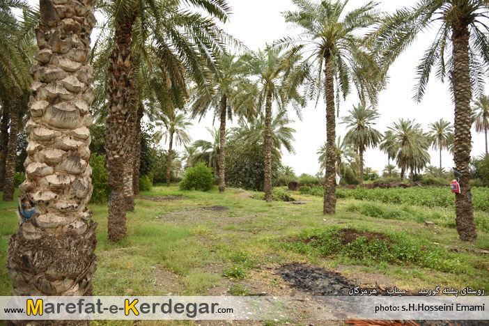 نخلستان های استان هرمزگان نخلستان های استان هرمزگان