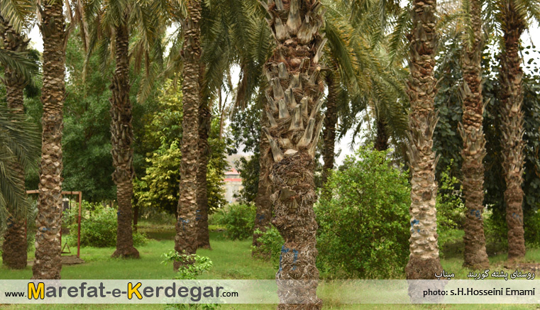نخلستان های استان هرمزگان نخلستان های استان هرمزگان