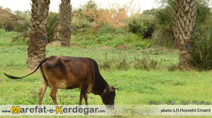 طبیعت جنوب ایران طبیعت جنوب ایران