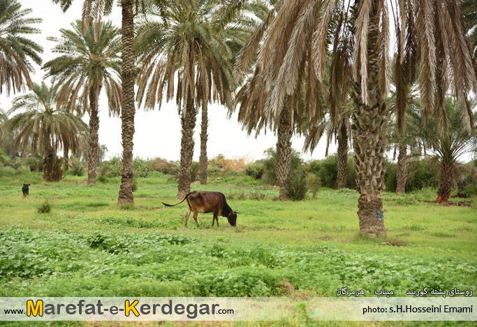 طبیعت جنوب ایران