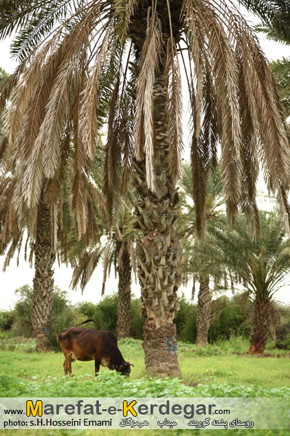 اماکن توریستی میناب اماکن توریستی میناب