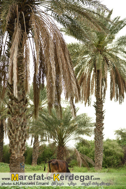 اماکن توریستی میناب اماکن توریستی میناب