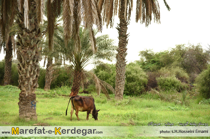 دیدنی های شهرستان میناب دیدنی های شهرستان میناب