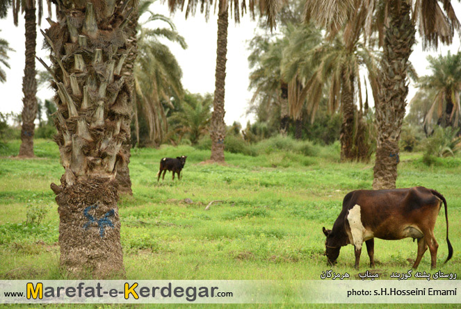 روستاهای میناب