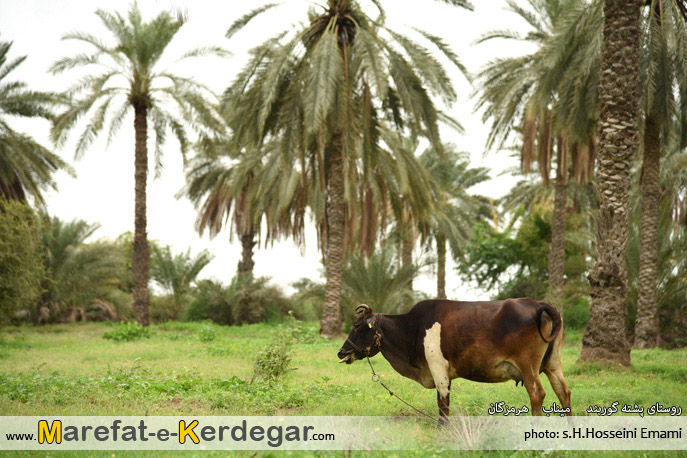 دامداری میناب دامداری میناب