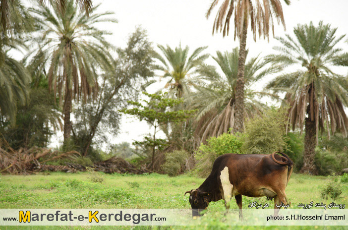 تصاویر میناب تصاویر میناب