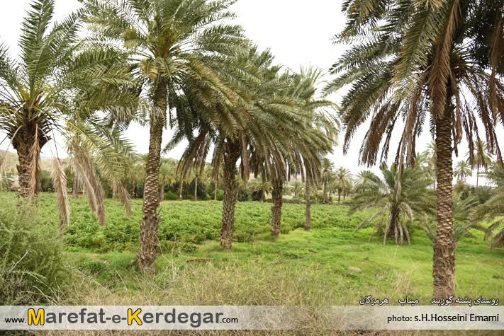 روستای پشته گوربند میناب روستای پشته گوربند میناب