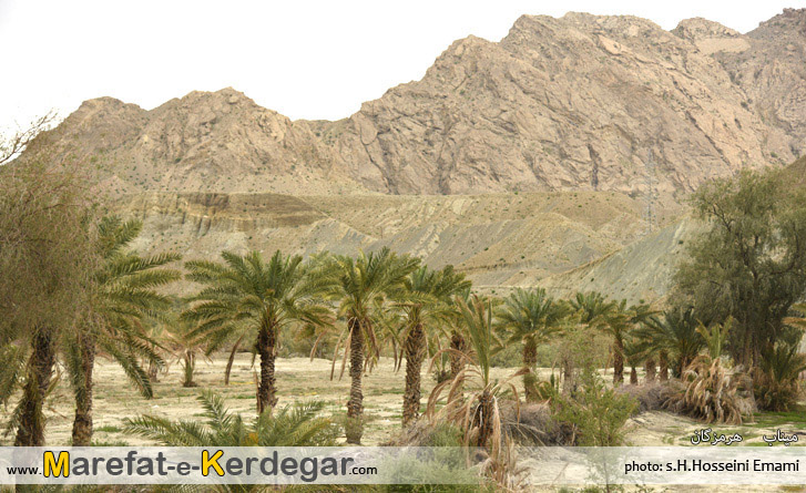 نخلستان میناب نخلستان میناب