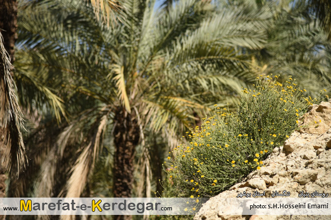 گردشگری تنگستان گردشگری تنگستان