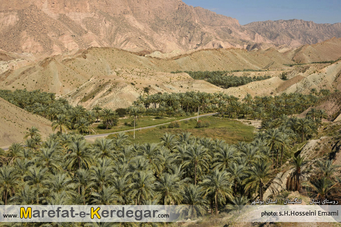 نخلستان های تنگستان نخلستان های تنگستان