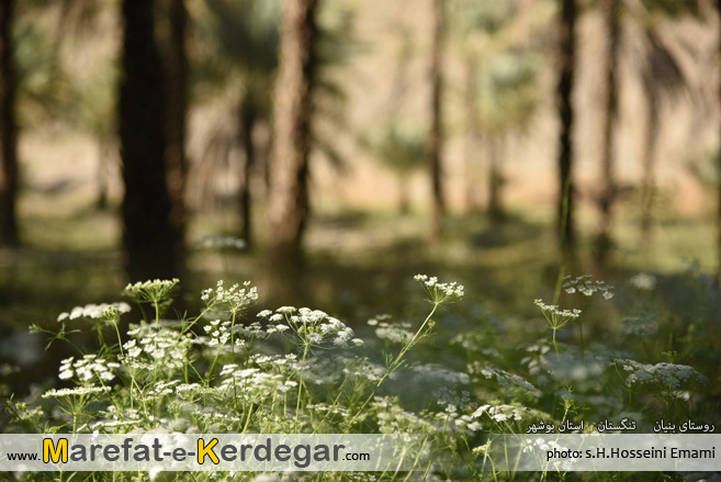 روستای بنیان تنگستان روستای بنیان تنگستان