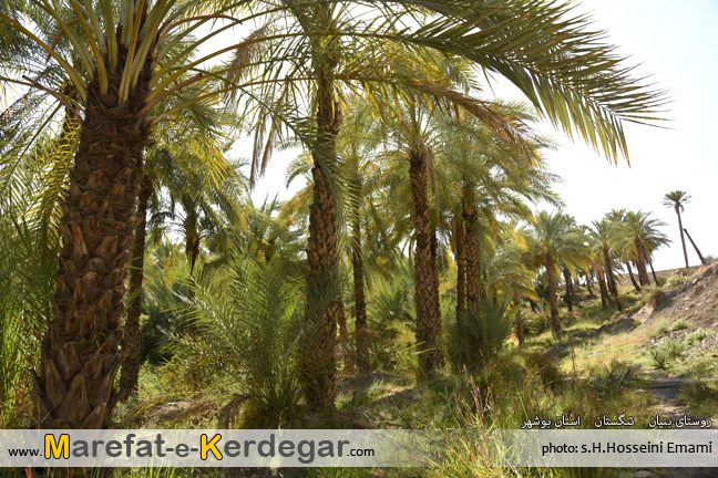 گردشگری تنگستان گردشگری تنگستان