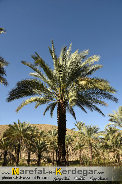 خائیز خائیز