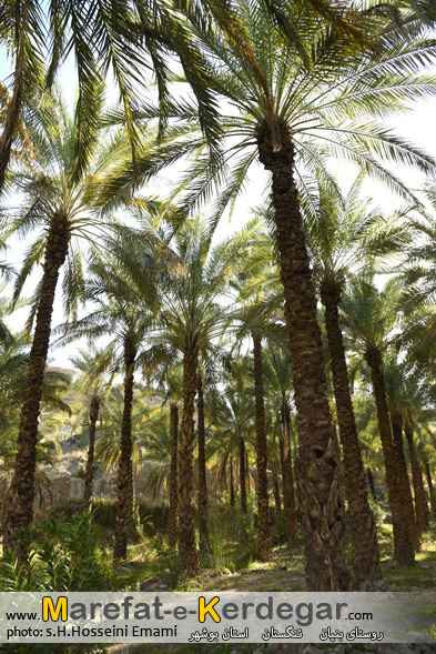 خائیز تنگستان خائیز تنگستان