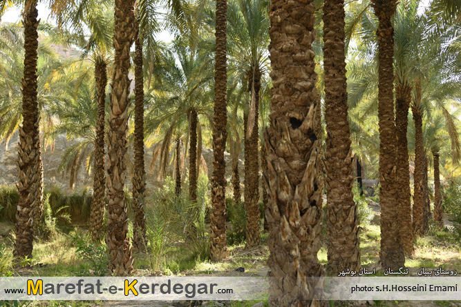 نخلستان های استان بوشهر نخلستان های استان بوشهر