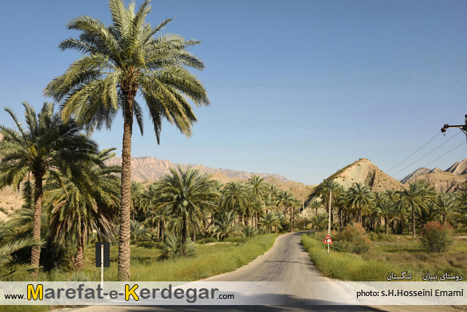 نخلستان نخلستان