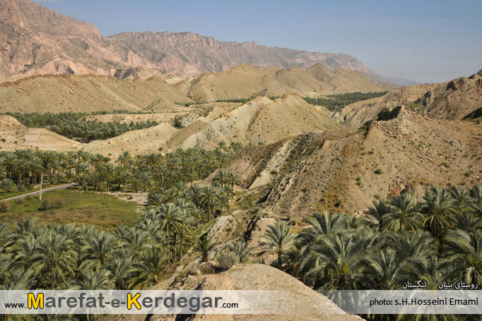 نخلستان های تنگستان نخلستان های تنگستان