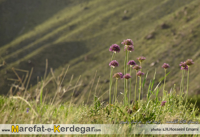 جاذبه های گردشگری تربت جام جاذبه های گردشگری تربت جام