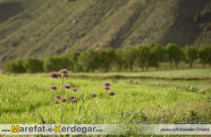 جاذبه های گردشگری تربت جام جاذبه های گردشگری تربت جام