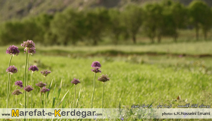 روستای بردو