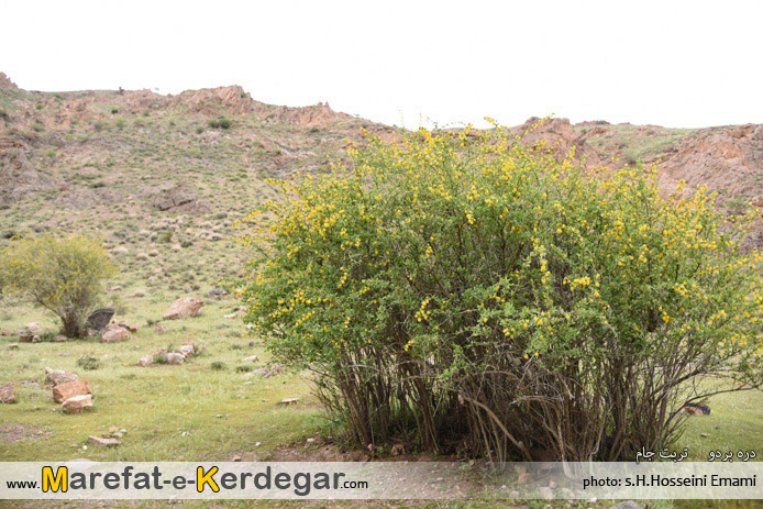 درختچه زرشک درختچه زرشک