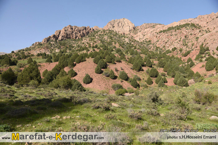 جنگل ارس بردو جنگل ارس بردو