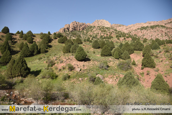 جنگل ارس بردو جنگل ارس بردو