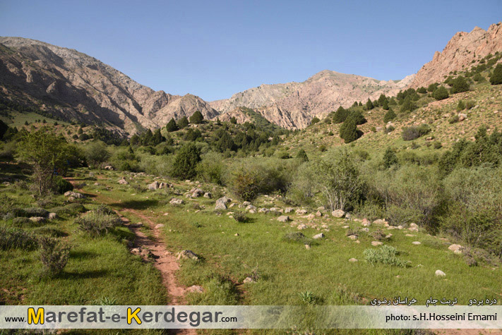 جنگل بردو جنگل بردو