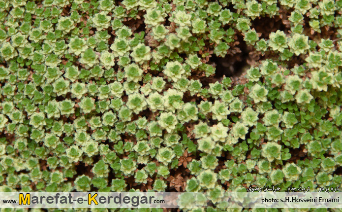 دره نوردی در تربت جام دره نوردی در تربت جام