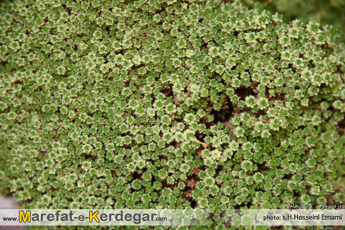 دره نوردی در تربت جام دره نوردی در تربت جام