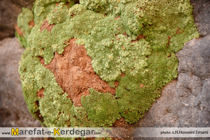 حیات وحش تربت جام حیات وحش تربت جام