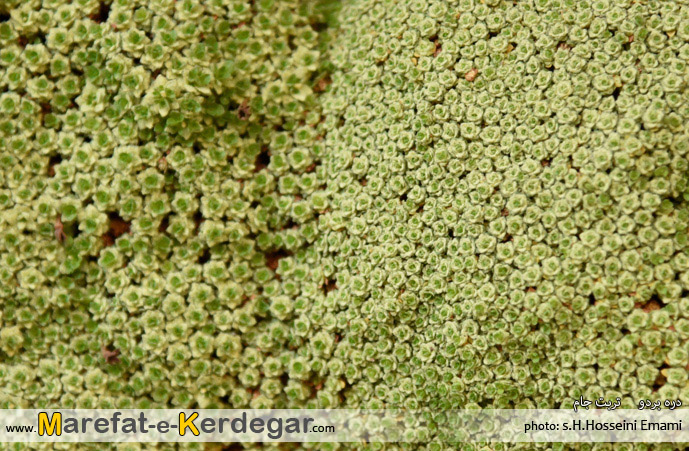 پوشش گیاهی تربت جام پوشش گیاهی تربت جام