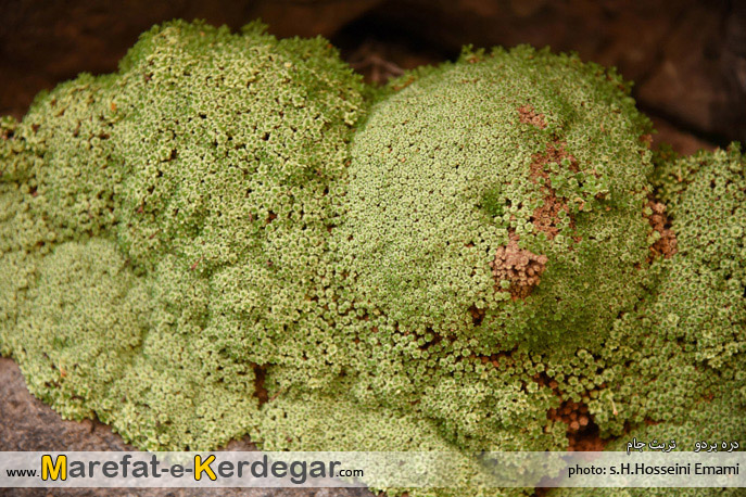 پوشش گیاهی تربت جام پوشش گیاهی تربت جام