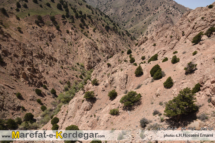 جنگل های خراسان رضوی جنگل های خراسان رضوی